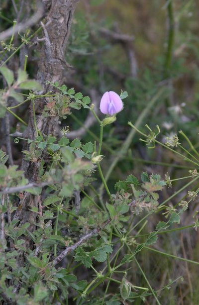 Cicer anatolicum, photographed by Oleg Kosterin