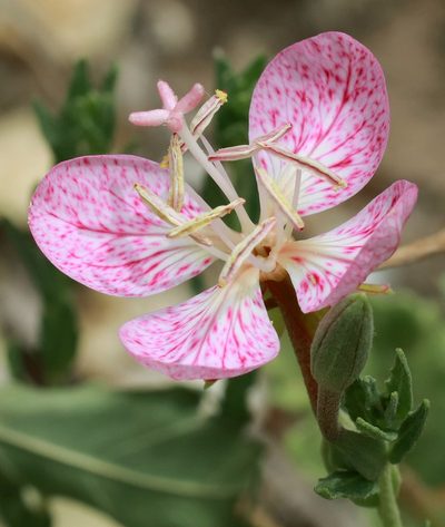 Oenothera canescens, photographed by Catherine C. Galley