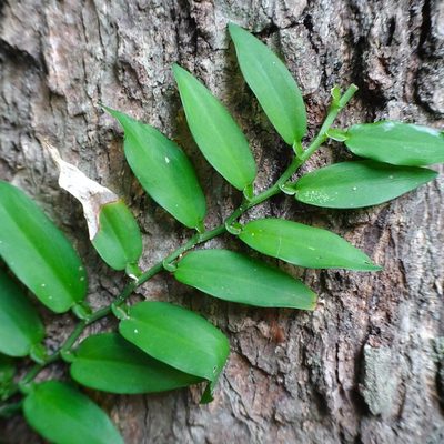 Pothos scandens, photographed by renjus box