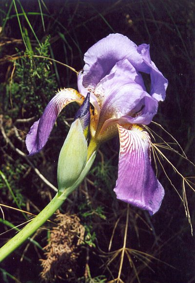 Iris × germanica, photographed by George Papademetriou