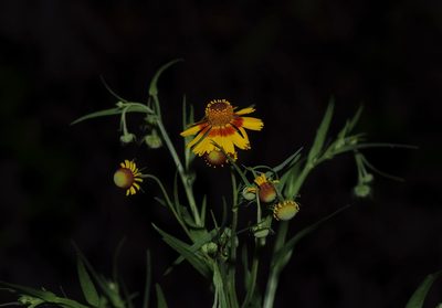 Helenium elegans, photographed by Michelle W. （鍾偉瑋）