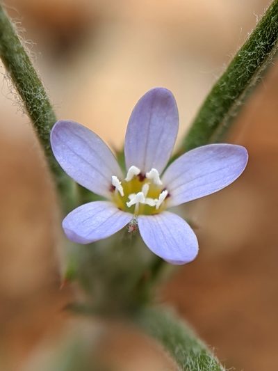 Eriastrum signatum, photographed by Alex Heyman
