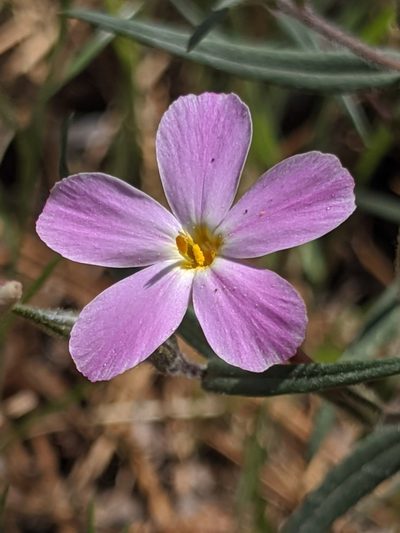Phlox dolichantha, photographed by Alex Heyman
