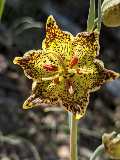 Fritillaria pinetorum, photographed by Alex Heyman