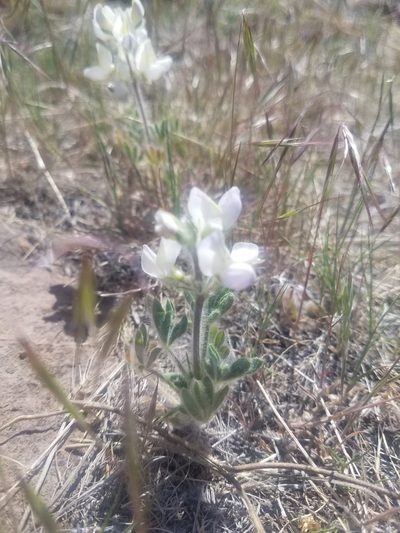 Lupinus malacophyllus, photographed by Quinn Campbell