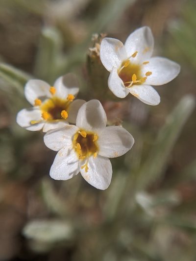 Leptosiphon lemmonii, photographed by Alex Heyman