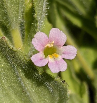 Erythranthe parishii, photographed by Alex Heyman