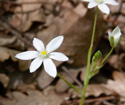 Ornithogalum woronowii, photographed by Екатерина Кропочева