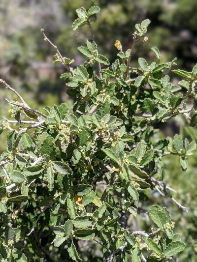 Bernardia incana, photographed by Alex Heyman