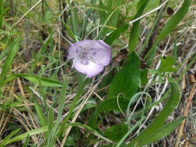 Calochortus nudus, photographed by Quinn Campbell