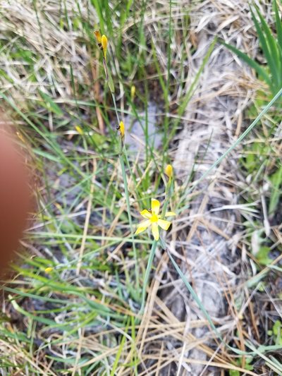 Sisyrinchium elmeri, photographed by Quinn Campbell