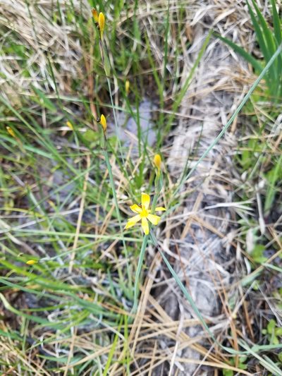 Sisyrinchium elmeri, photographed by Quinn Campbell