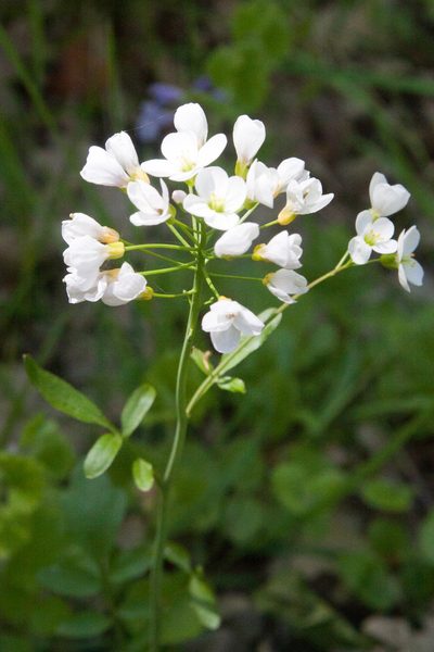 Cardamine tenera, photographed by Екатерина Кропочева