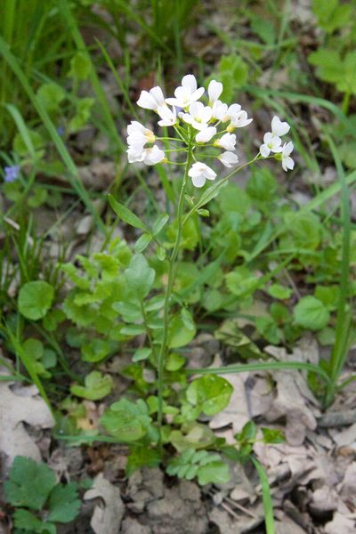 Cardamine tenera, photographed by Екатерина Кропочева