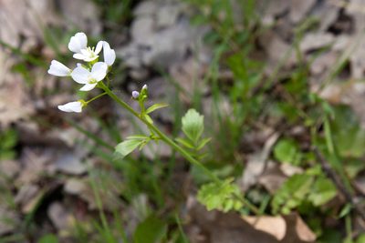 Cardamine tenera, photographed by Екатерина Кропочева
