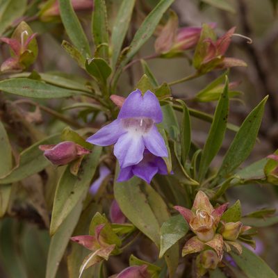Eremophila freelingii, photographed by Kym Nicolson