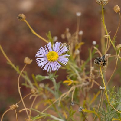 Brachyscome ciliaris, photographed by Kym Nicolson
