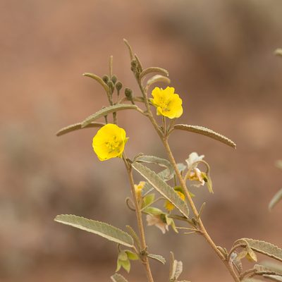 Sida petrophila, photographed by Kym Nicolson