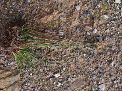 Juncus dichotomus, photographed by Leon Perrie