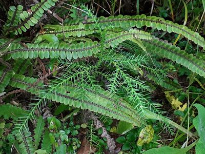 Cryptomeria japonica, photographed by Leon Perrie