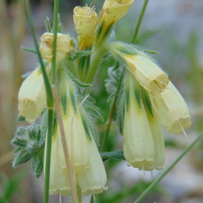 Onosma echioides, photographed by viridian