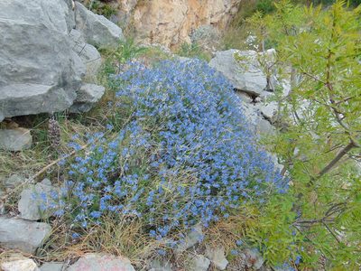 Moltkia petraea, photographed by viridian