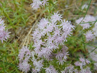 Drypis spinosa, photographed by viridian