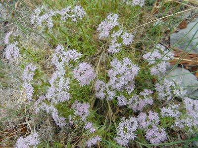 Drypis spinosa, photographed by viridian