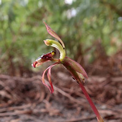 Chiloglottis reflexa, photographed by Cowirrie