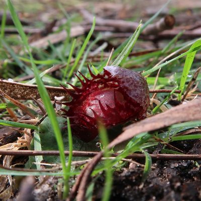 Corybas fimbriatus, photographed by Cowirrie