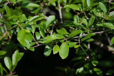 Prunus insititia, photographed by David Ashcroft