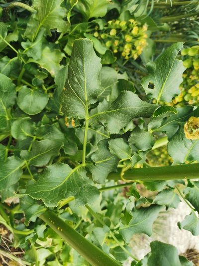 Opopanax chironius, photographed by viridian