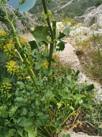 Opopanax chironius, photographed by viridian