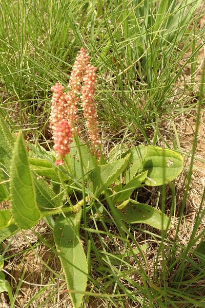 Acalypha depressinervia, photographed by Peter Warren