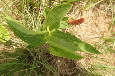 Acalypha depressinervia