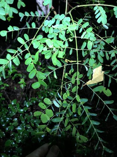 Mezoneuron scortechinii, photographed by Greg Tasney