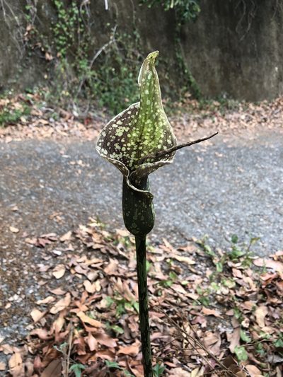 Amorphophallus kiusianus, photographed by 黃美滿