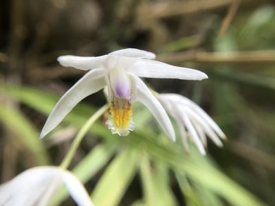 Bletilla formosana, photographed by 黃美滿