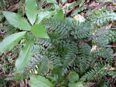 Adiantum fulvum, photographed by Peter de Lange