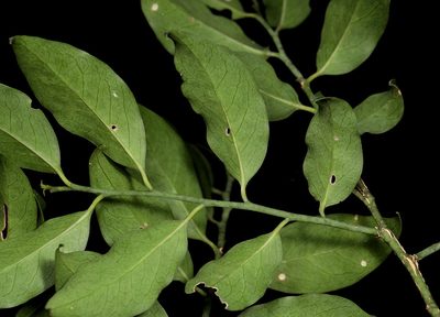 Olax dissitiflora, photographed by Wynand Uys