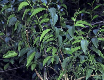 Olax dissitiflora, photographed by Wynand Uys