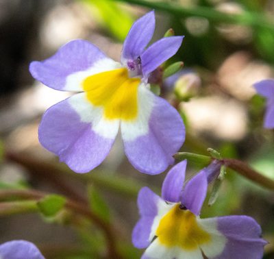 Downingia cuspidata, photographed by Don Loarie