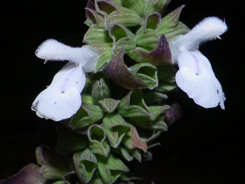 Salvia shannonii, photographed by Arturo Castro Castro