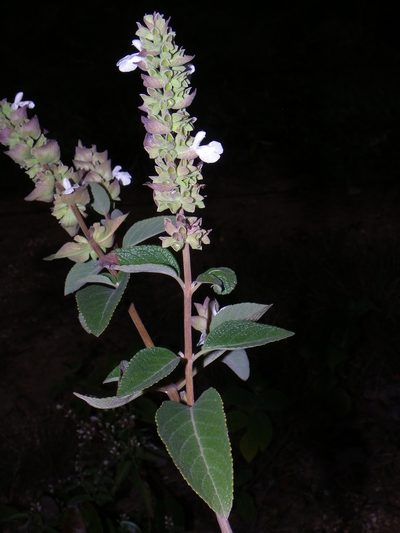 Salvia shannonii, photographed by Arturo Castro Castro
