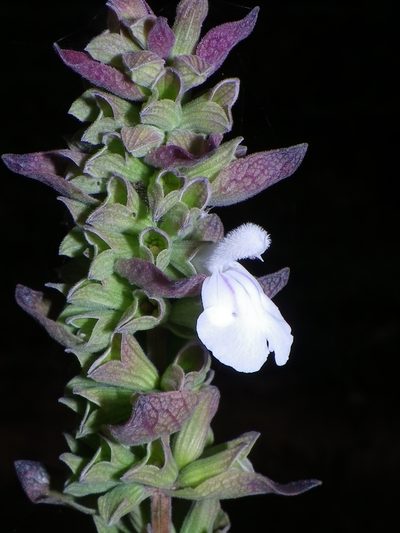 Salvia shannonii, photographed by Arturo Castro Castro