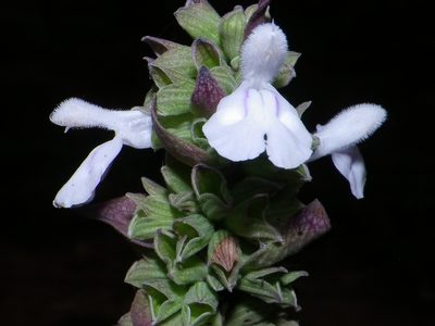 Salvia shannonii, photographed by Arturo Castro Castro