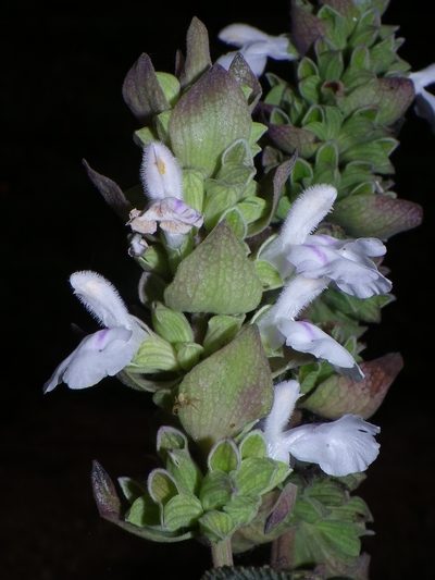 Salvia shannonii, photographed by Arturo Castro Castro