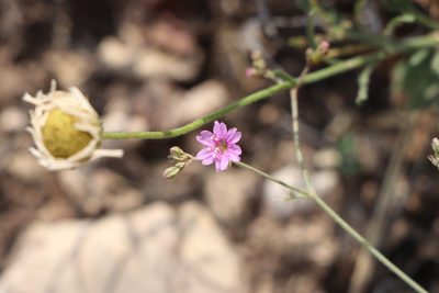 Boerhavia linearifolia, photographed by samlutfy