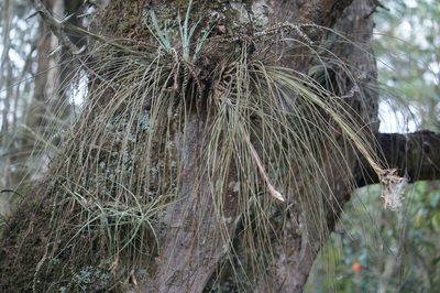 Tillandsia juncea, photographed by Juan Carlos Pérez Magaña