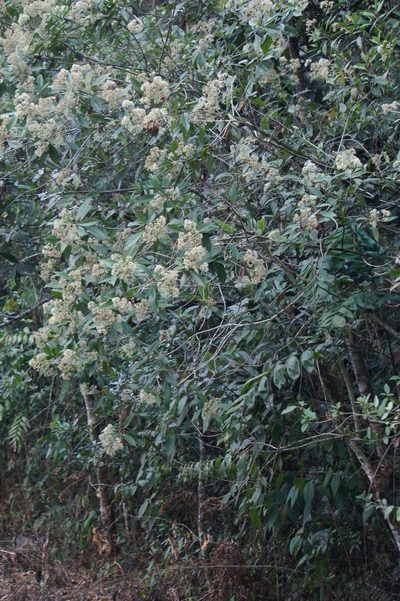 Critonia daleoides, photographed by Juan Carlos Pérez Magaña
